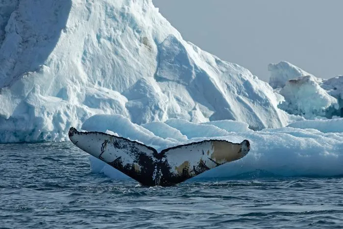 Humpback whale