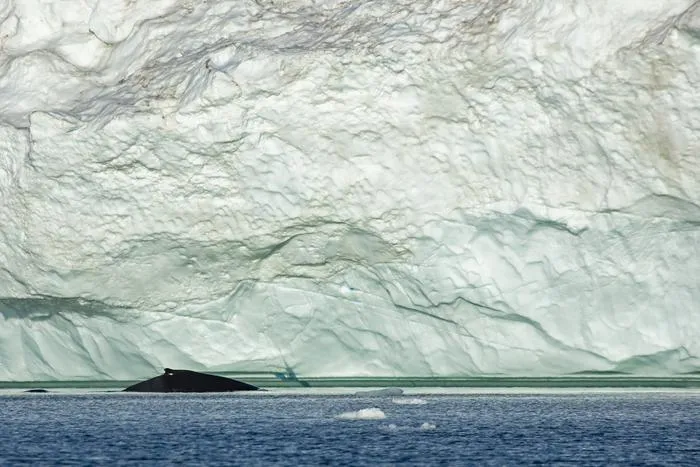 Fin whale