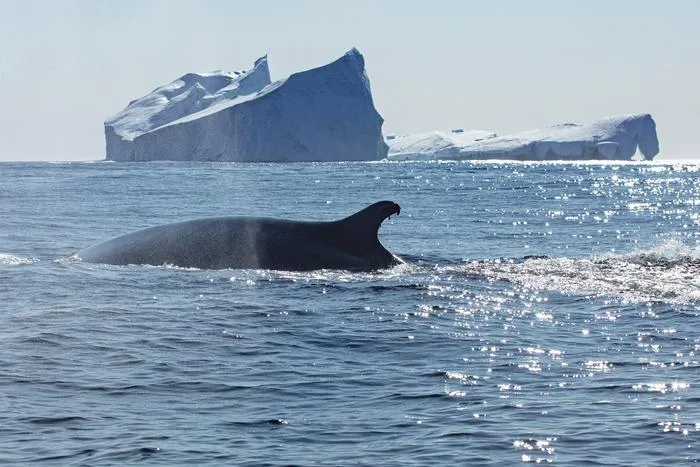 Fin whale