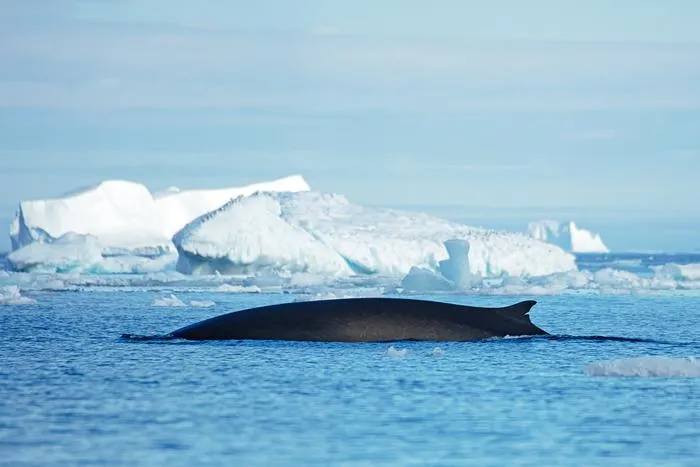 Fin whale