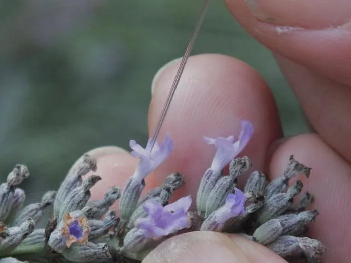 Sampling lavender nectar. 4 Sept2012. Credit Francis Ratnieks