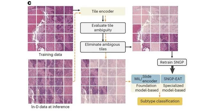 PolyU research team develops trustworthy AI framework TRUECAM to enhance reliability of pathology AI in cancer diagnosis