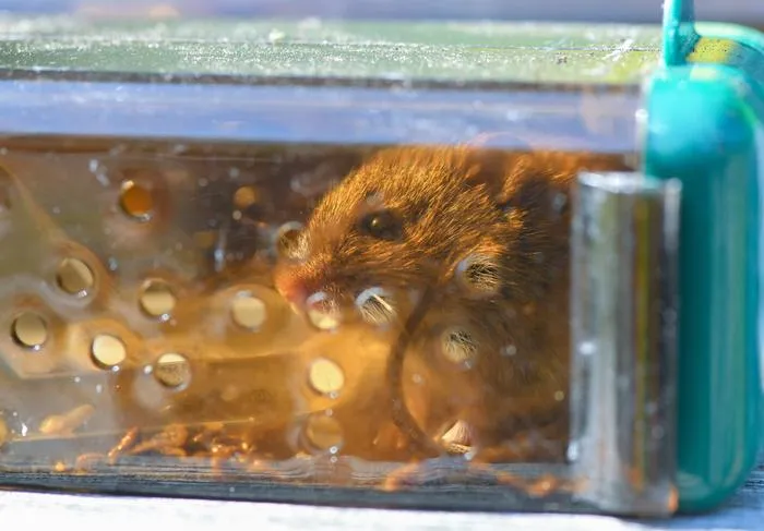 A house mouse caught in one of the traps that scientist Emanuel Heitlinger has set up on farms