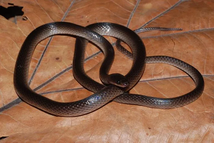Slashi snake