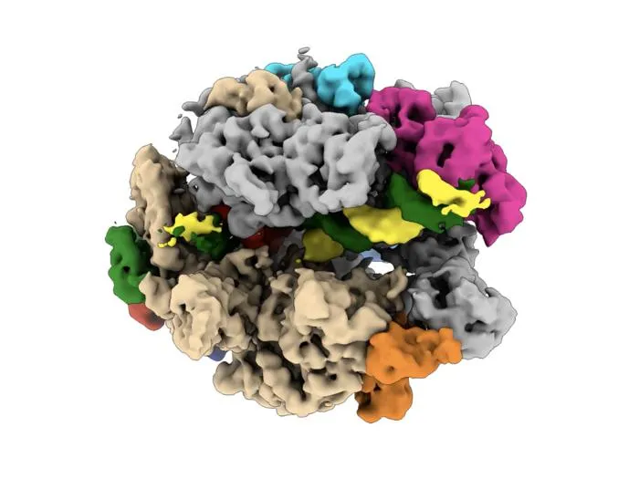 RNA polymerase II transcription