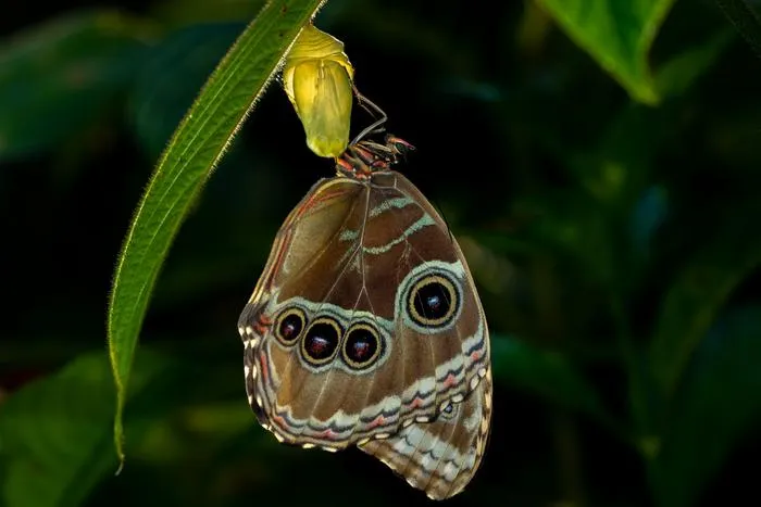 Emerging