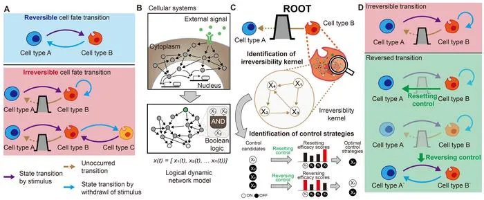 KAIST Develops Core Technology to Reverse Biological Changes Once Thought Irreversible, Opening New Possibilities for Aging and Cancer Research