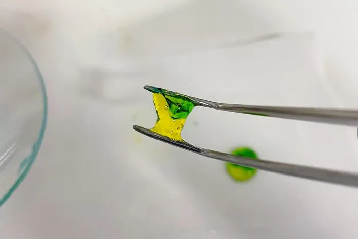 A Gallol-Modified Hyaluronic Acid Hydrogel