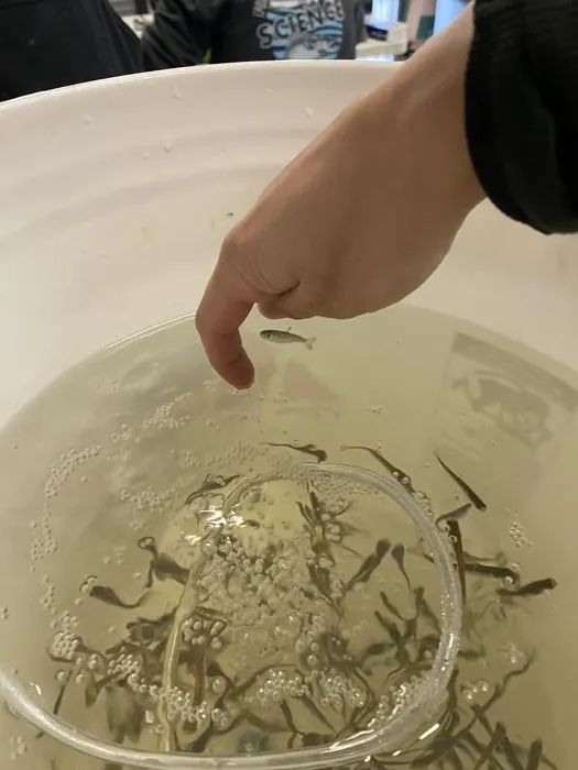 Juvenile Winter-run Chinook Salmon