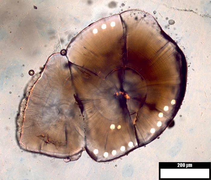 Cross-Section of Salmon Otolith