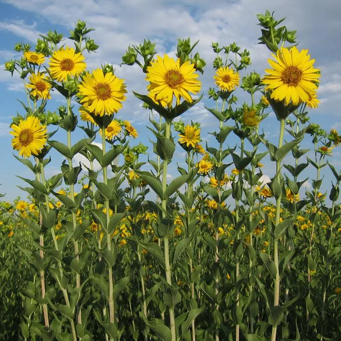 Silphium integrifolium plants