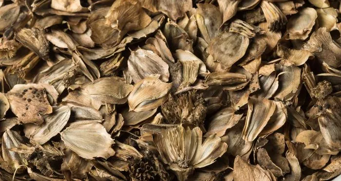 Silphium integrifolium seeds
