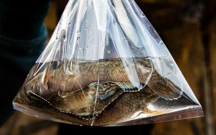Snakehead Fish