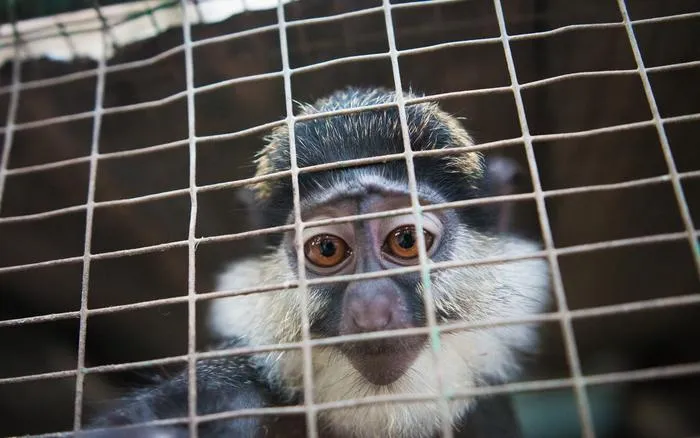 Mona monkey