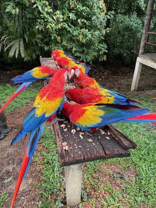 Rescued Scarlet Macaw nestlings