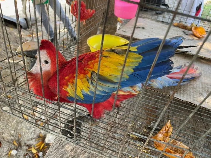 A confiscated, poached Scarlet Macaw