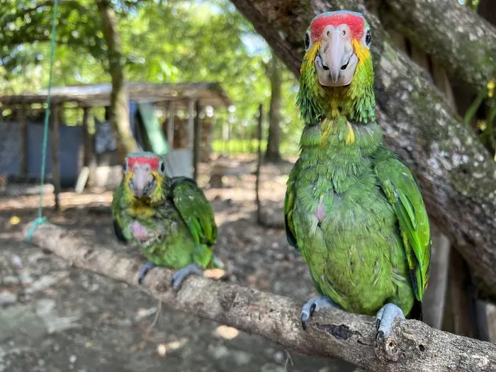 Red-lored Amazon chicks