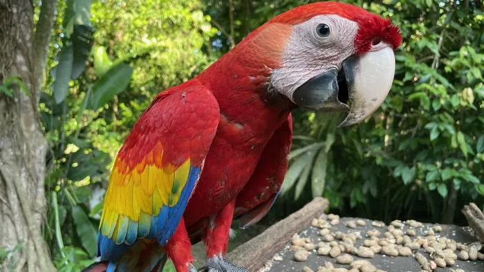 Rescued Scarlet Macaw nestling