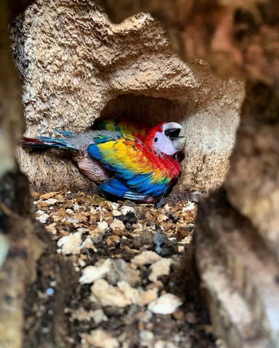A highly vulnerable Scarlet Macaw