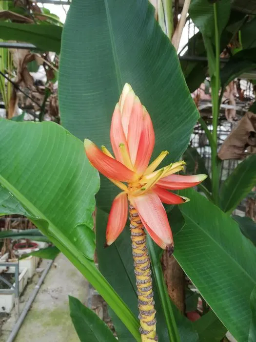Inflorescence and colorful bracts of Musa exotica in the greenhouse the South China Botanical Garden
