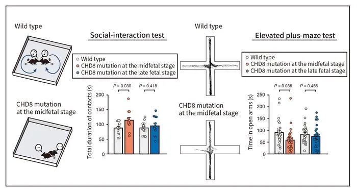 Figure 2. Behavioral abnormalities due to a CHD8 mutation at the midfetal stage.