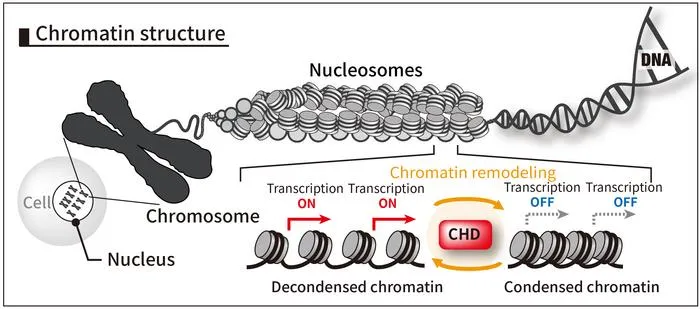 Figure 1. CHD8-induced chromatin remodeling.