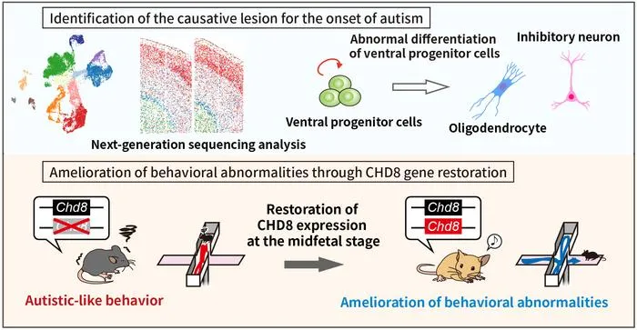 Figure 4. Elucidation of the mechanism underlying autism onset through the CHD8 mutation and therapeutic applications.