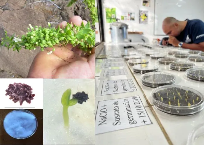 Collection, sorting, disinfection, and laboratory germination trials of Galvezia leucantha subsp. leucantha seeds.