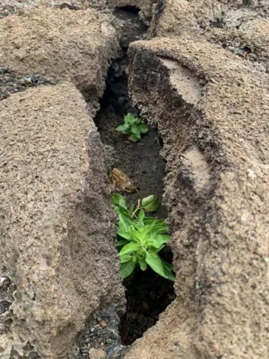 Galvezia leucantha in the lava crack.