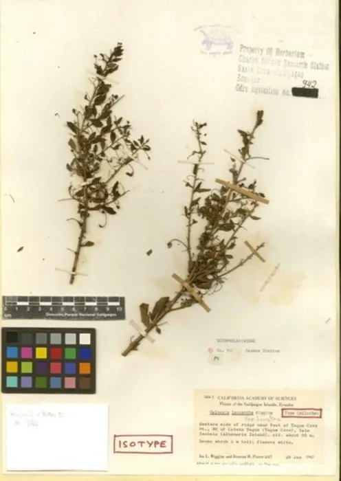Herbarium specimen of Galvezia leucantha subsp. leucantha, collected near Caleta Tagus in 1962.