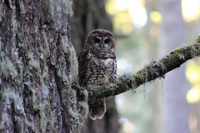 Northern Spotted Owl