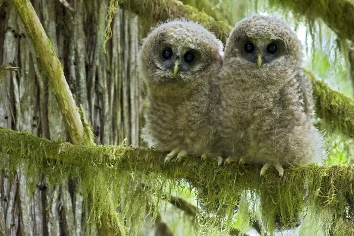 Northern Spotted Owls