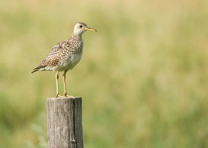 Upland Sandpiper, southwestern Minnesota