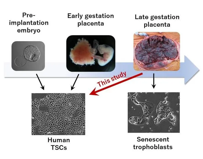 Establishment of human trophoblast stem cells (hTSCs) from late gestation placentas