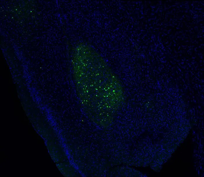 Mouse neurons that control alcohol-isolation connection