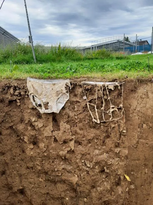 A pair of cotton underwear—one slightly decomposed and one heavily decomposed—in front of the ground profile of a meadow