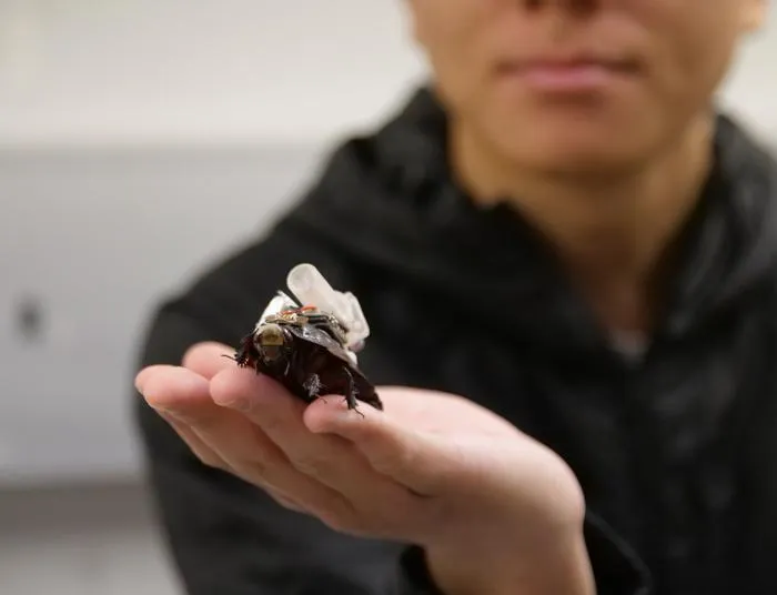 'Paraborg' cyborg paramedic cockroach with researcher