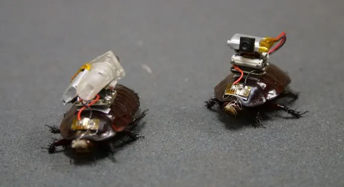 'Paraborg' cyborg paramedic cockroaches pair