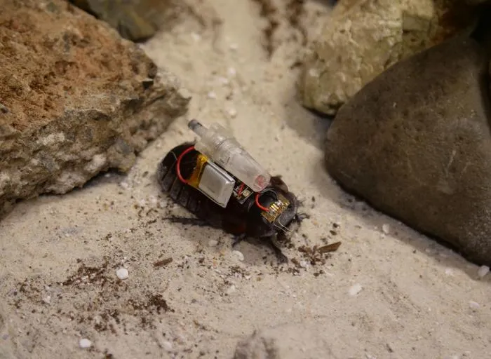 'Paraborg' cyborg paramedic cockroaches obstacle course