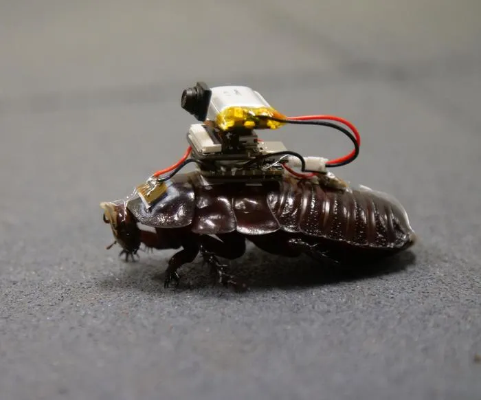 'Paraborg' cyborg paramedic cockroach with camera