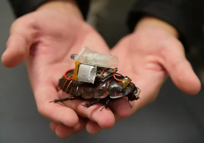 'Paraborg' cyborg paramedic cockroach