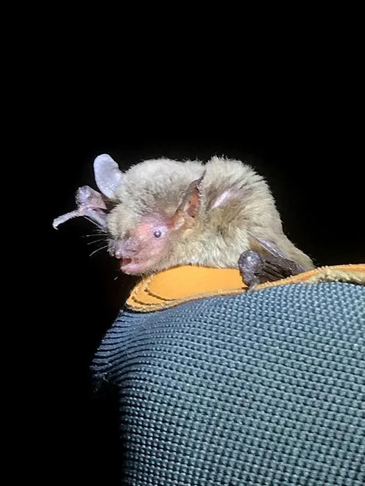 Myotis velifer