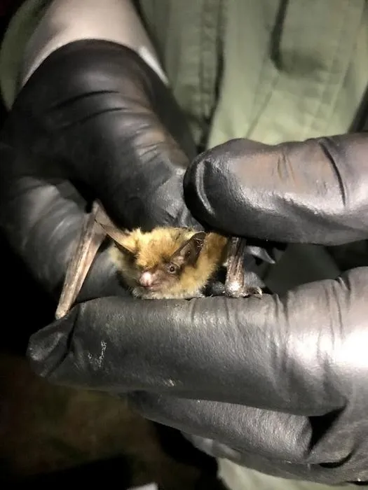 Myotis thysanodes