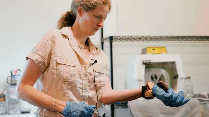 Elise holds a baby big brown bat - still