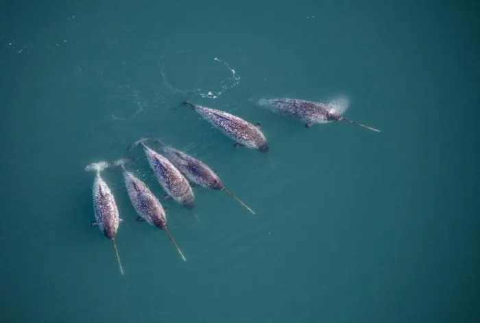 Narwhals