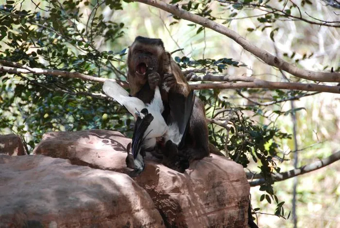 Small vertebrate consumption by capuchin monkeys (Sapajus libidinosus): Insights into the human predatory pattern