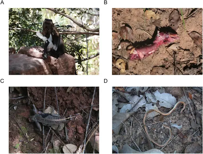 Small vertebrate consumption by capuchin monkeys (Sapajus libidinosus): Insights into the human predatory pattern