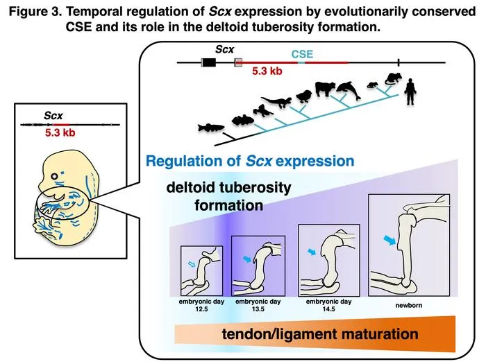 Temporal regulation of Scx expression by the evolutionarily conserved CSE and its role in deltoid tuberosity formation