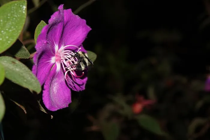 Fig. 1: Bee buzzing poricidal stamens of Pleroma (Melastomataceae), pollen grains are visible as white dust on the pink petals below the bee.