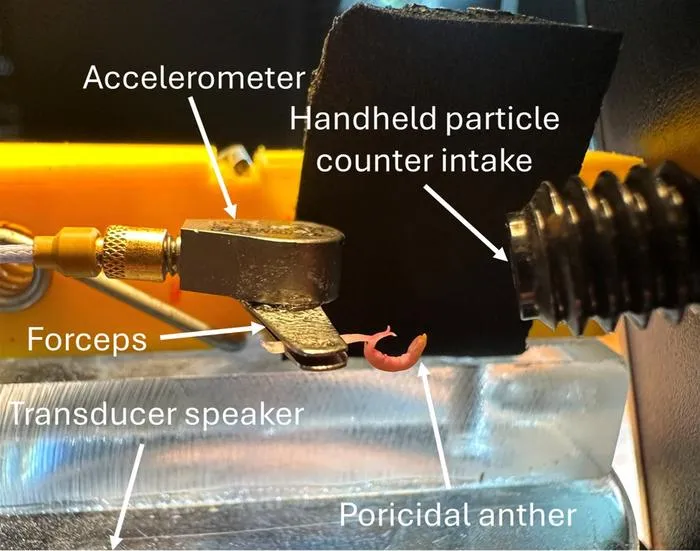 Fig. 3: Experimental setup for the application of artificially synthesized bee vibrations to single stamens to test the functionality of the scoop-shaped pore. The handheld particle counter allows for immediately counting the released pollen grains.